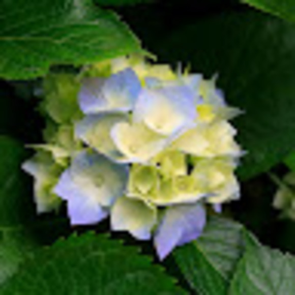 Meet your Posher, Raquel - Picture 1 of 1